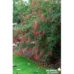 FUCHSIA 'Riccartonii' FF C4.5L