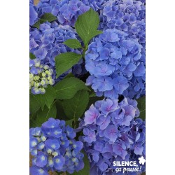 HYDRANGEA macrophylla...