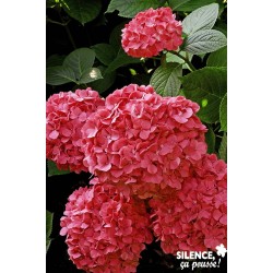 HYDRANGEA macrophylla...