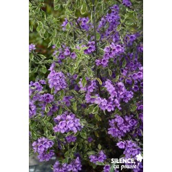 PROSTANTHERA ovalifolia...