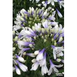 AGAPANTHUS Twister® COV-FF...