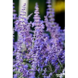 PEROVSKIA atriplicifolia...