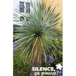 YUCCA rostrata 'Sapphire...