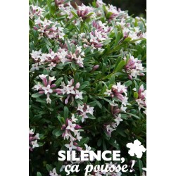 DAPHNE transatlantica Pink...