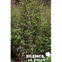 FARGESIA scabrida 'Asian...