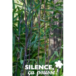 FARGESIA nitida 'Black...