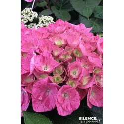 HYDRANGEA macrophylla...