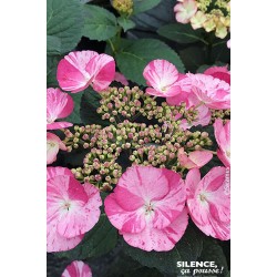 HYDRANGEA macrophylla...