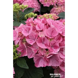 HYDRANGEA macrophylla...