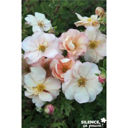 POTENTILLA fruticosa Double...