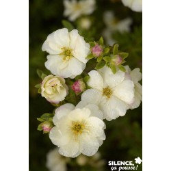POTENTILLA fruticosa Double...