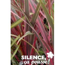 CORDYLINE 'Can Can' COV C4.5L