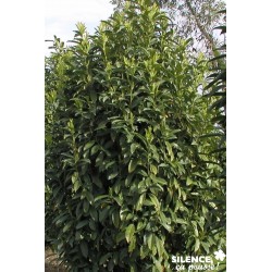 PRUNUS laurocerasus...