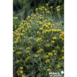 PHLOMIS fruticosa FF 60/80...
