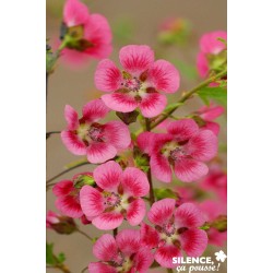 ANISODONTEA capensis 'El...