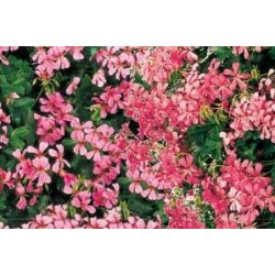 GERANIUM LS 'Balcon des...