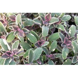 SAUGE officinale 'Tricolor'...