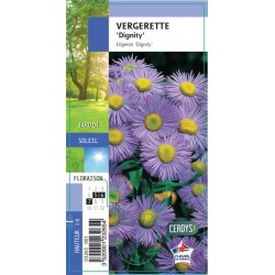 ERIGERON 'Dignity' G8