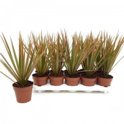 DRACAENA marginata...
