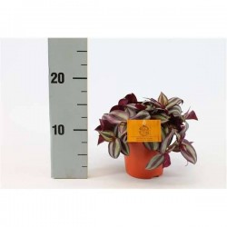 TRADESCANTIA zebrina P12
