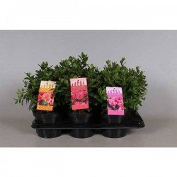 AZALEA japonica H35 P17