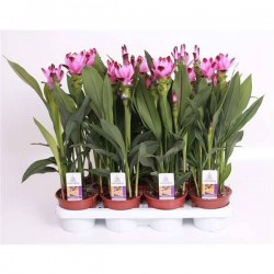 CURCUMA alismatifolia 'Siam...