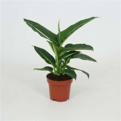 DIEFFENBACHIA seguine...
