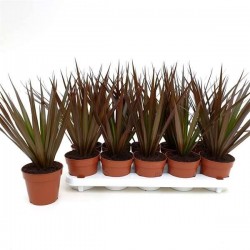 DRACAENA marginata...