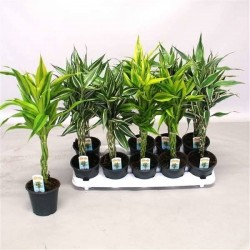 DRACAENA sanderiana...