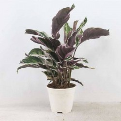 CALATHEA 'Fusion White' P14