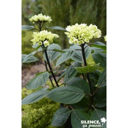 HYDRANGEA macrophylla...