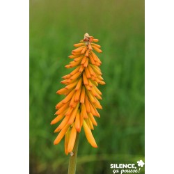 KNIPHOFIA Mango Popsicle®...