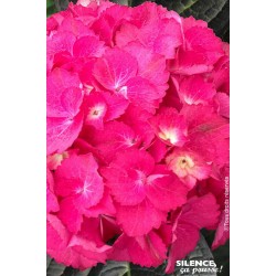 HYDRANGEA macrophylla Samba...