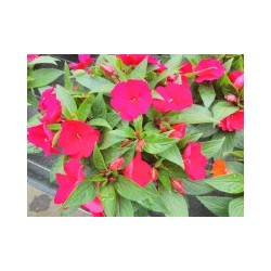 IMPATIENS new-guinee P14