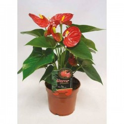 ANTHURIUM 'Grandiflora' P12