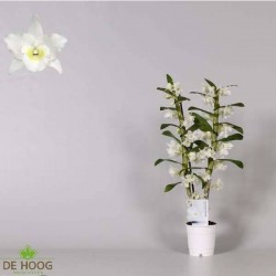 DENDROBIUM nobile 'Apollon'...