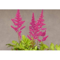 ASTILBE arendsii assorti FF...