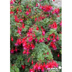 FUCHSIA 'Tom Pouce' FF C2L