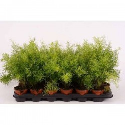 ASPARAGUS densiflorus...