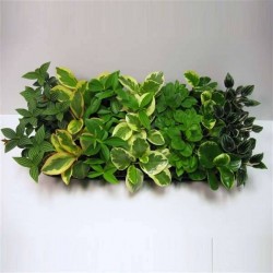 PEPEROMIA assorti P8.5