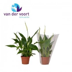 SPATHIPHYLLUM 'Chopin' P9