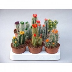 CACTUS FLR-ARTIF P8.5