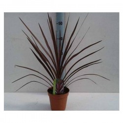 CORDYLINE australis Red...