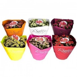 KALANCHOE fleur Double CPEØ23