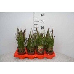 IMPERATA cylindrica 'Red...