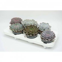 ECHEVERIA assorti P13