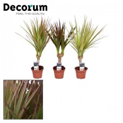DRACAENA P7