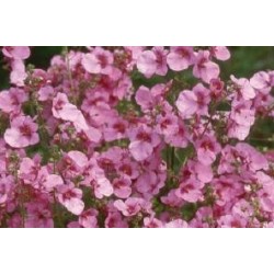 DIASCIA cordata FF B6G8