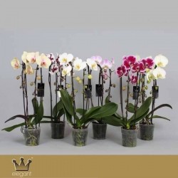 PHALAENOPSIS assorti...