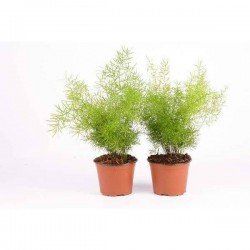 ASPARAGUS densiflorus...